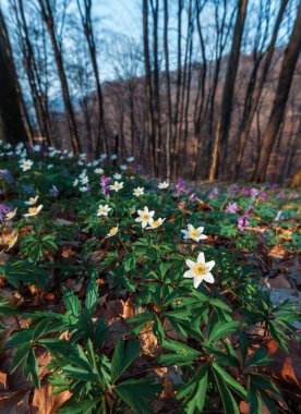 İlk bahar çiçekleri