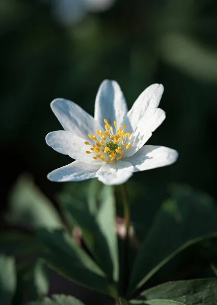 Erste Frühlingsblumen — Stockfoto