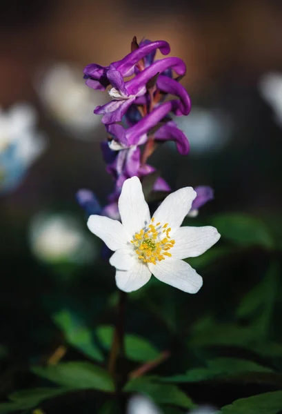 Primeiras flores de primavera — Fotografia de Stock