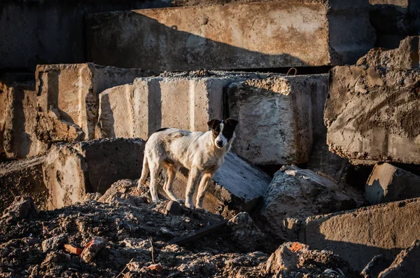 Бродячая собака среди бетонных плит — стоковое фото