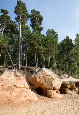 Ormandaki çam ağaçları