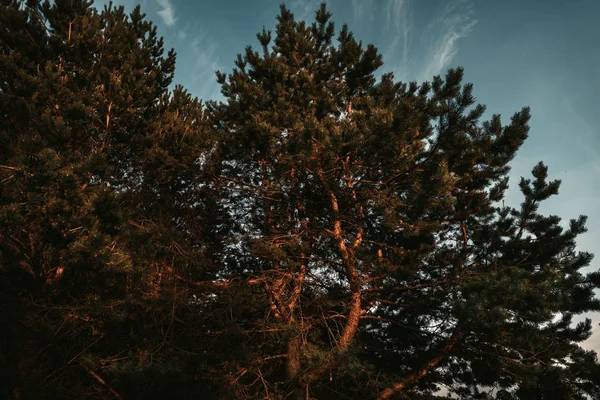 Pinos en los rayos del atardecer —  Fotos de Stock