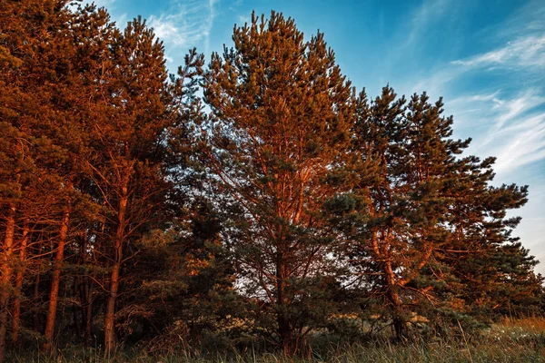 Kiefern in den Strahlen des abendlichen Sonnenuntergangs — Stockfoto