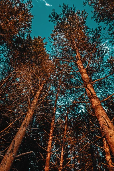 저녁 일몰의 광선에 소나무 — 스톡 사진