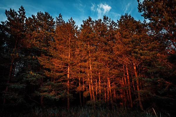 Borovice v paprscích večerního západu slunce — Stock fotografie