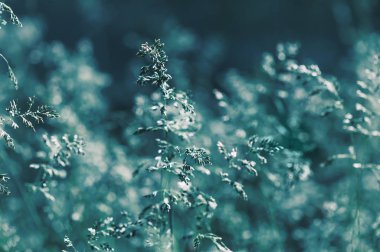 bir güneş ışığında yabani ot