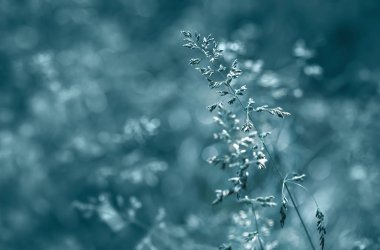 bir güneş ışığında yabani ot