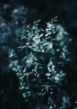 bir güneş ışığında yabani ot