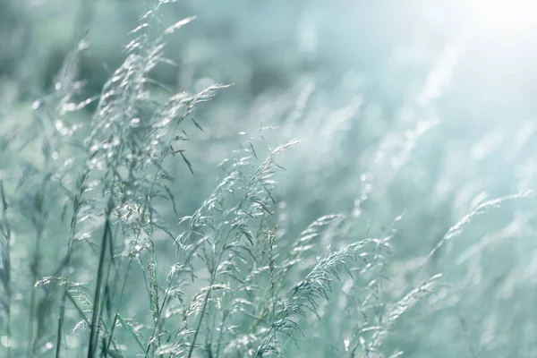 Hierba silvestre a la luz del sol —  Fotos de Stock