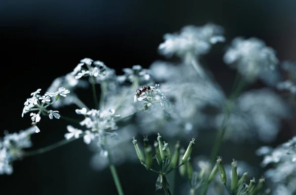 Wild grass on a sun light — Stock Photo, Image