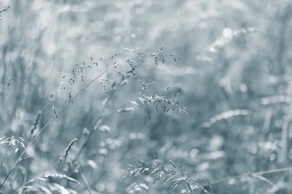 Wild gras op een zon licht — Stockfoto