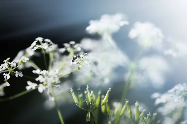 Wildes Gras auf einem Sonnenlicht — Stockfoto