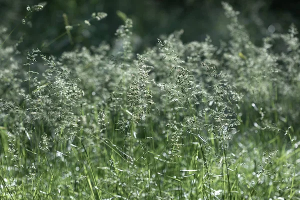 太陽の光の上の野生の草 — ストック写真