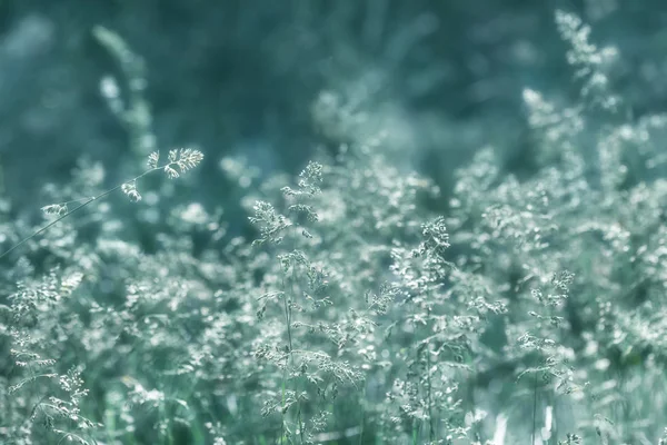 Grama selvagem em uma luz de sol — Fotografia de Stock