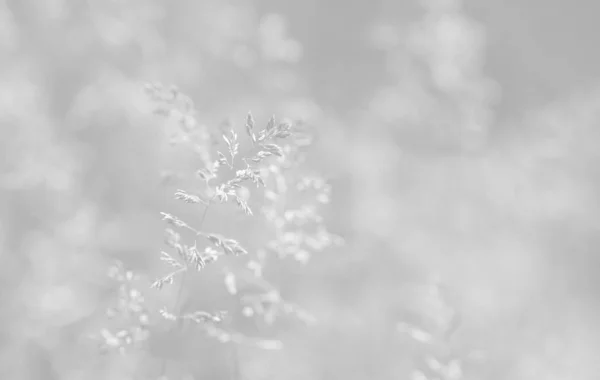 Divoká sněhová vločka — Stock fotografie