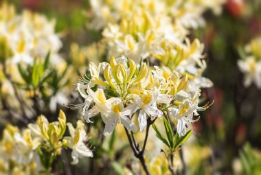 Bahçede Rhododendron çiçekleri