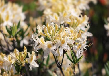 Bahçede Rhododendron çiçekleri