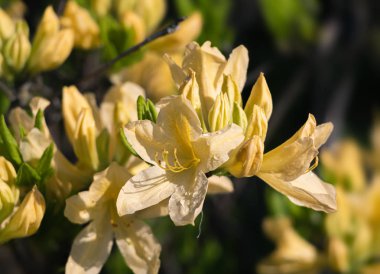 Bahçede Rhododendron çiçekleri
