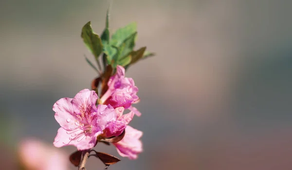 Bahçede Rhododendron çiçekleri — Stok fotoğraf