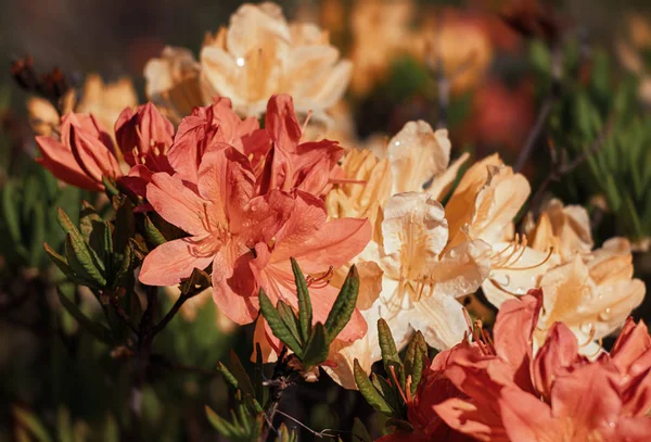 Rododendron virágok a kertben — Stock Fotó