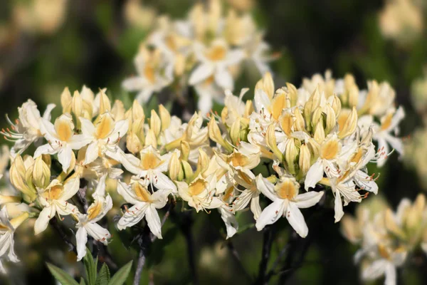 Bahçede Rhododendron çiçekleri