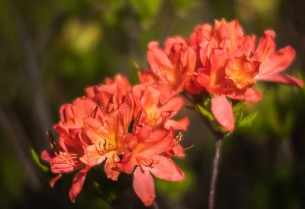 Rhododendron flores no jardim — Fotografia de Stock