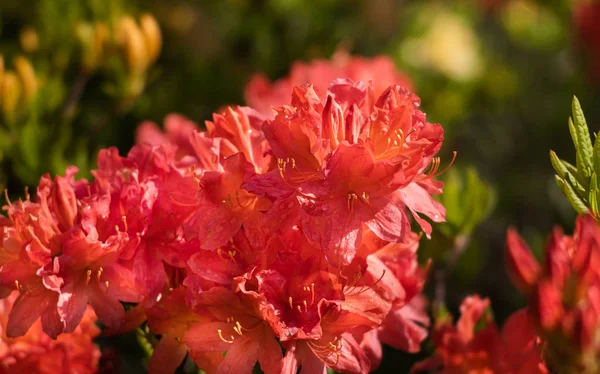 Bahçede Rhododendron çiçekleri