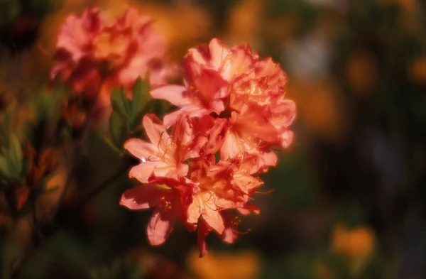 Rhododendron bloemen in de tuin — Stockfoto