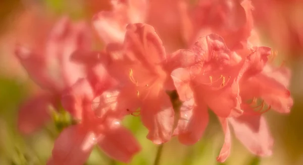 Bahçede Rhododendron çiçekleri — Stok fotoğraf