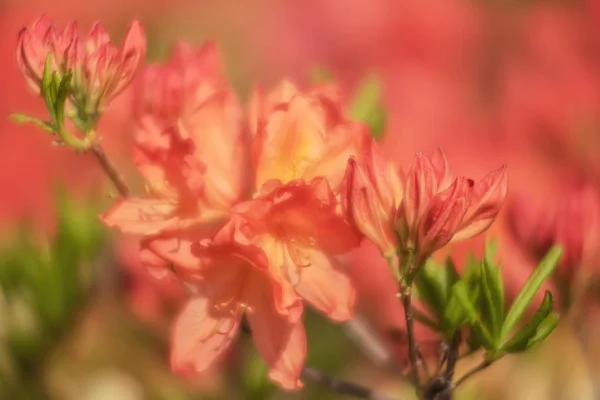 Рододендрон цветы в саду — стоковое фото