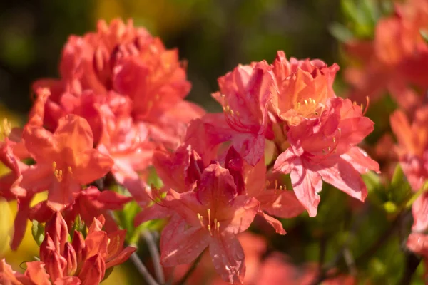 Rododendron virágok a kertben — Stock Fotó