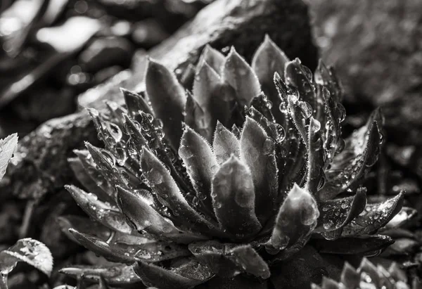 Suculenta creciendo entre rocas —  Fotos de Stock