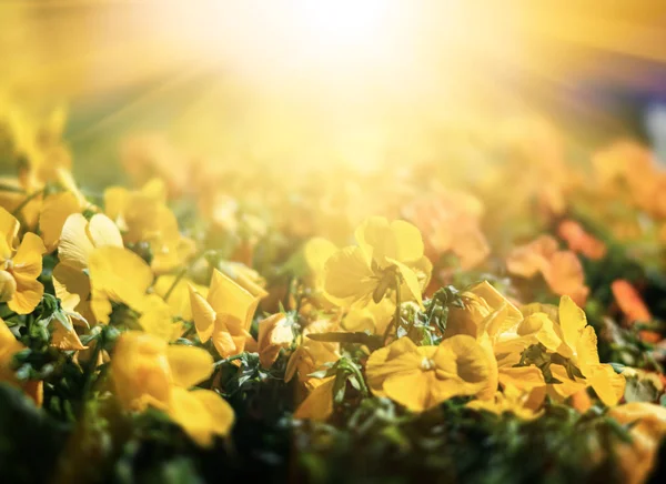 Flores pansies florescentes — Fotografia de Stock