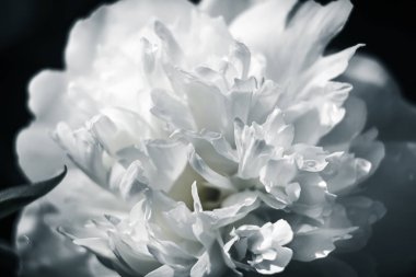 Bahçede çiçek açan şakayıklar