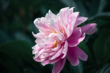 Bahçede çiçek açan şakayıklar