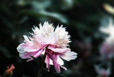 Bahçede çiçek açan şakayıklar