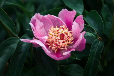 Bahçede çiçek açan şakayıklar