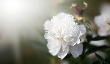 Bahçede çiçek açan şakayıklar