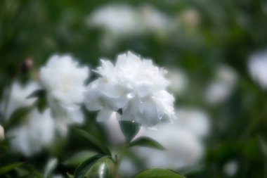 Bahçede çiçek açan şakayıklar