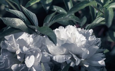 Bahçede çiçek açan şakayıklar