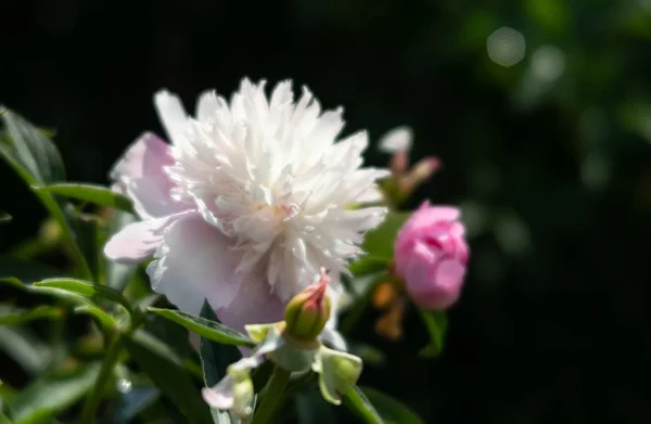 Virágzó bazsarózsa a kertben — Stock Fotó