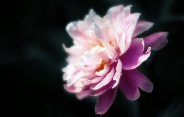 정원에서 꽃피는 향기 — 스톡 사진