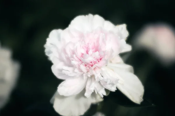 Blooming peonies in the garden — Stock Photo, Image