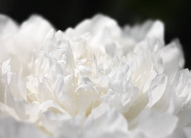 çiçekaçan şakayık arka plan