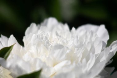 çiçekaçan şakayık arka plan