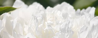 çiçekaçan şakayık arka plan