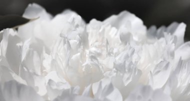 çiçekaçan şakayık arka plan