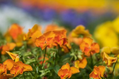 çiçek açan pansies çiçekler