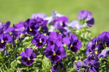 çiçek açan pansies çiçekler