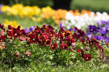 çiçek açan pansies çiçekler